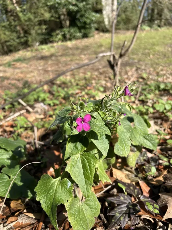 Lunaria rediviva