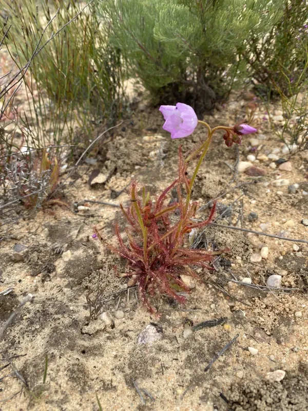 Drosera cistiflora