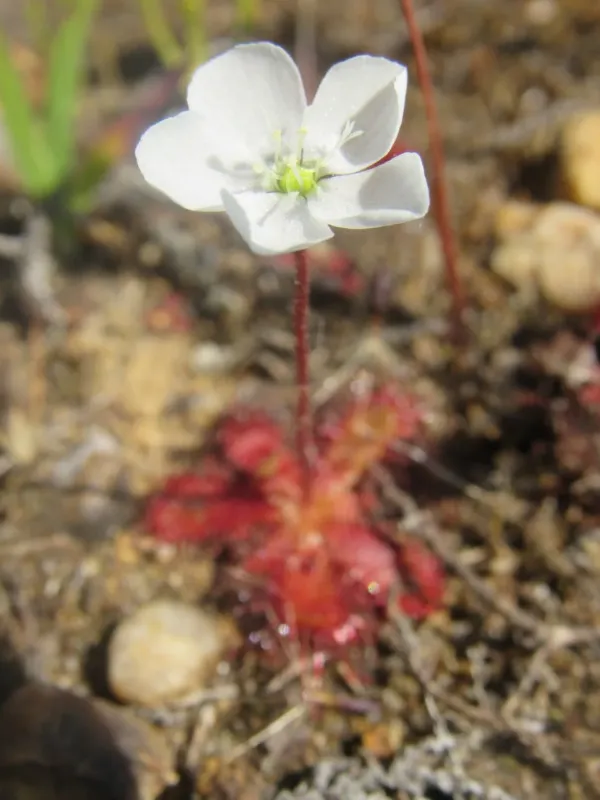 Three-nerved sundew