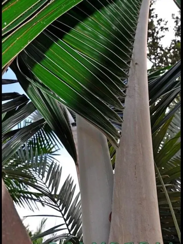 Chrysalidocarpus leucomallus