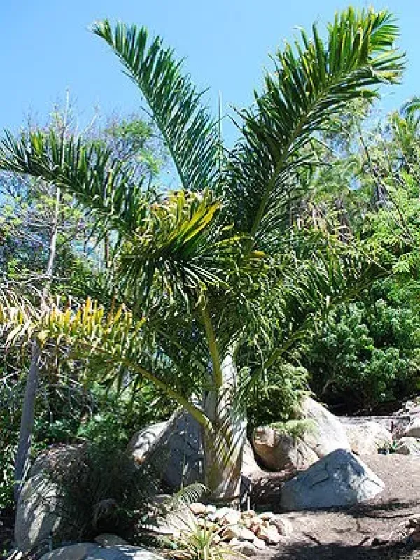 Chrysalidocarpus prestonianus