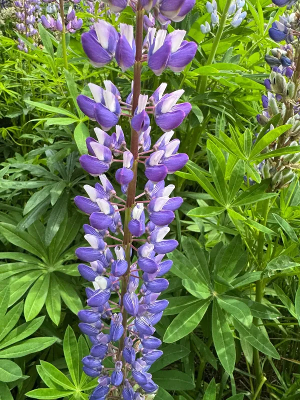 Lupinus polyphyllus