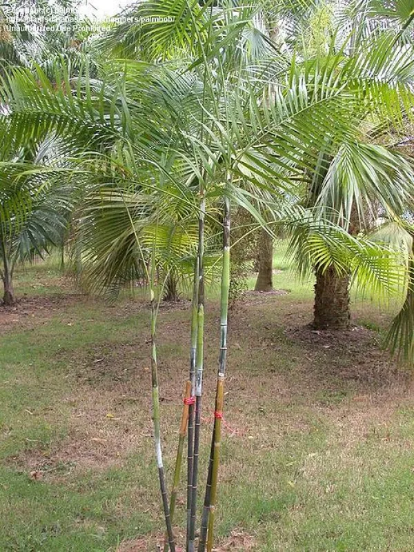 Chrysalidocarpus psammophilus