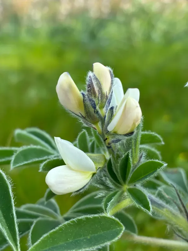 White lupin