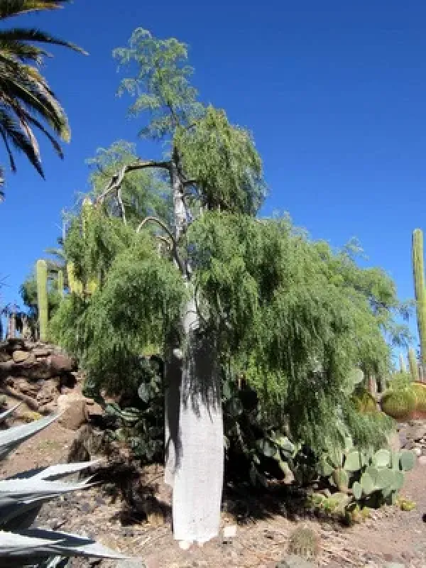 Moringa hildebrandtii