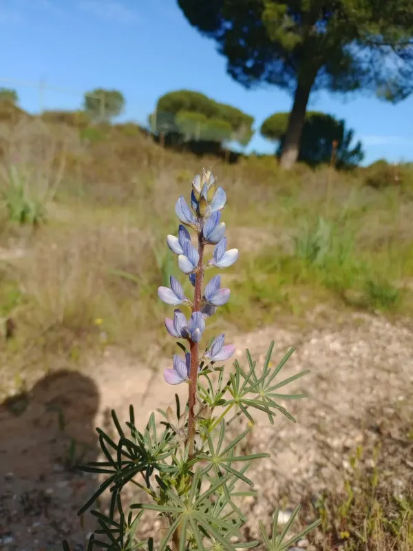 Narrow-leaf lupin