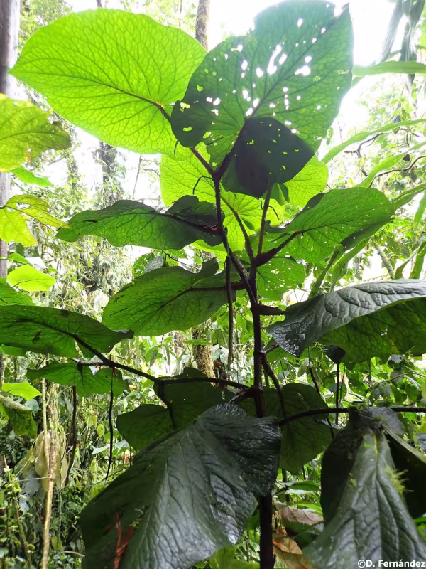Imperial Pepper