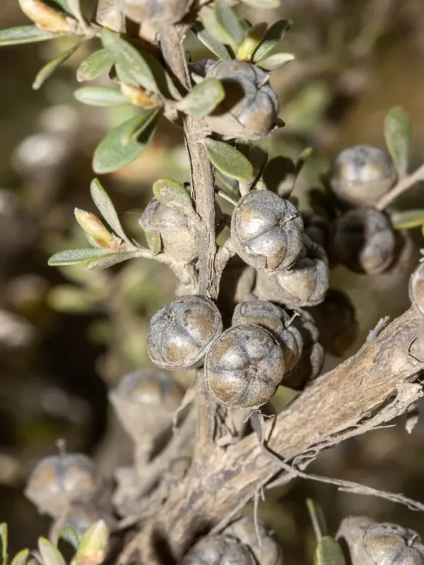 Leptospermum myrtifolium