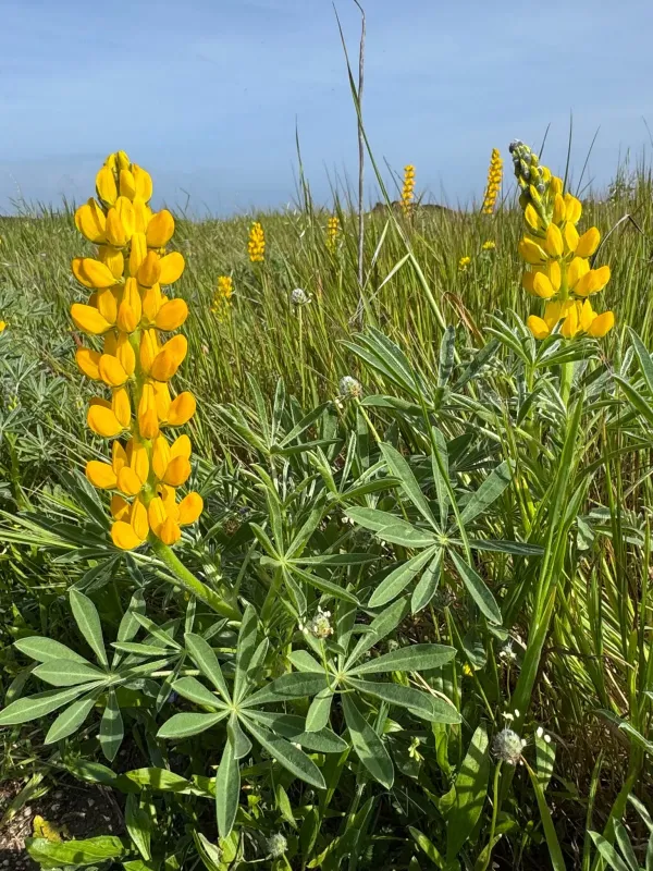Yellow lupin
