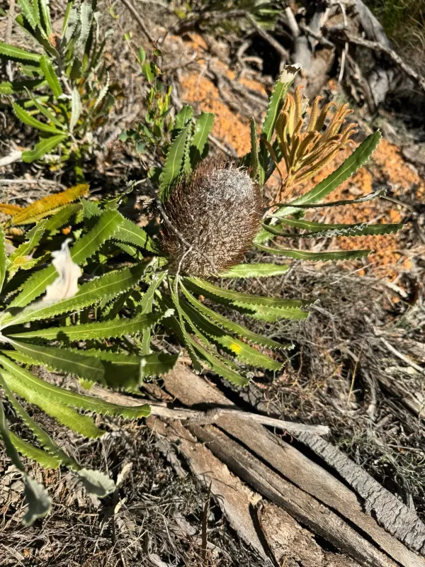 Burdett's banksia