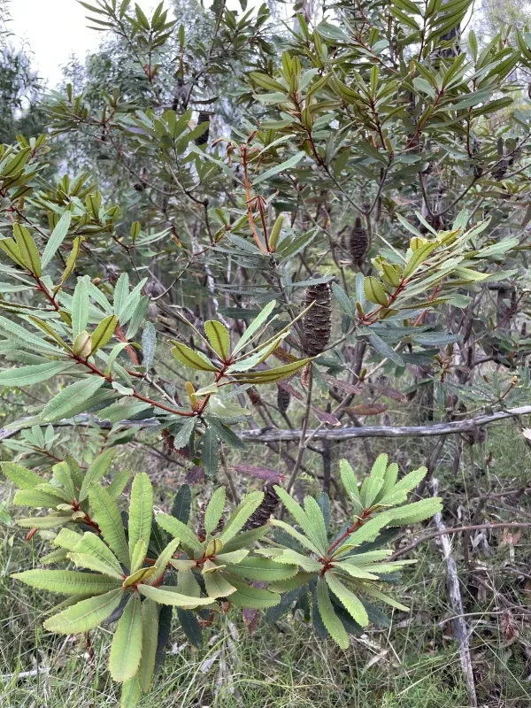 Banksia oblongifolia