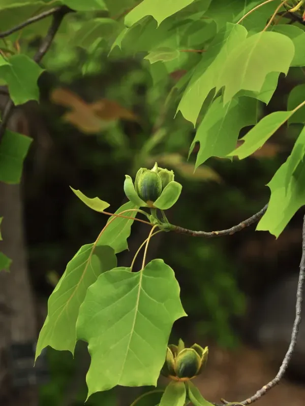 Liriodendron sinoamericanum
