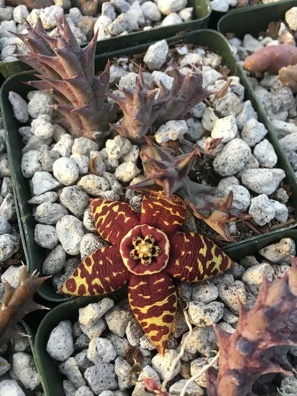 Orbea halipedicola