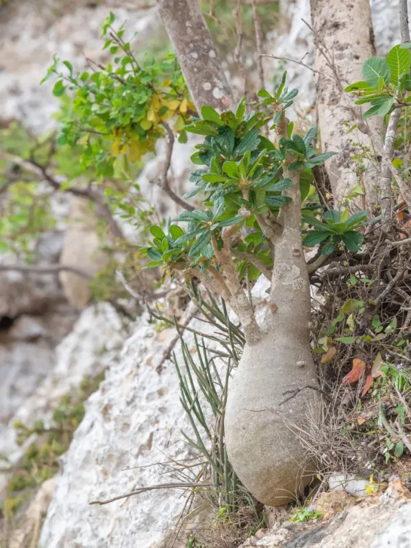 Dorstenia gigas