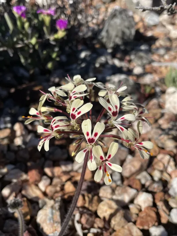 Pelargonium moniliforme