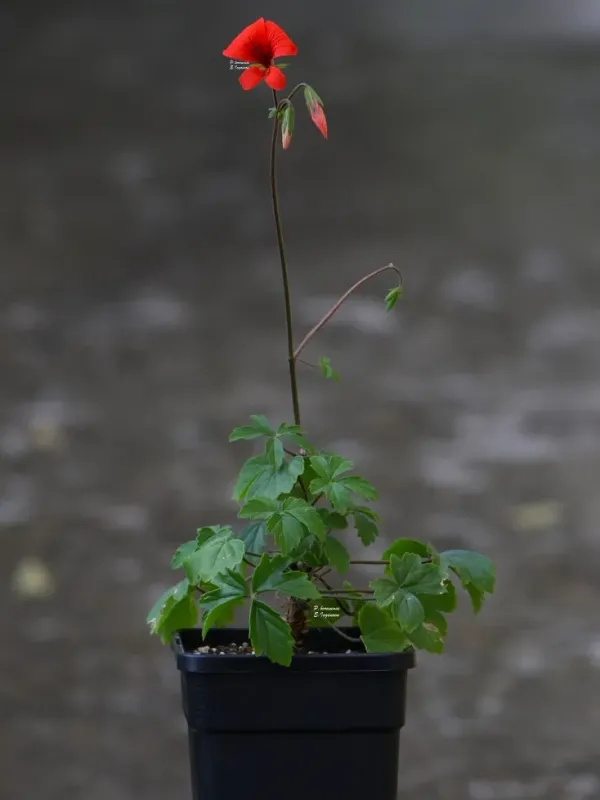 Pelargonium boranense