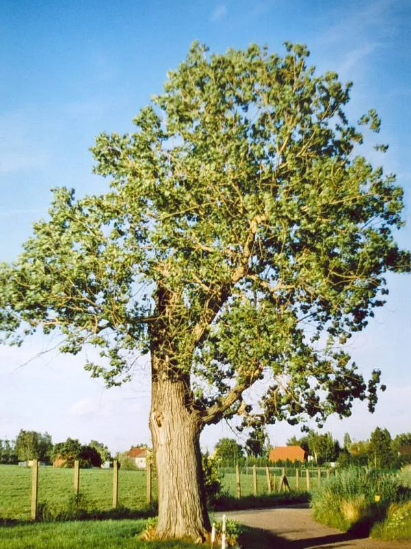 Hybrid poplar