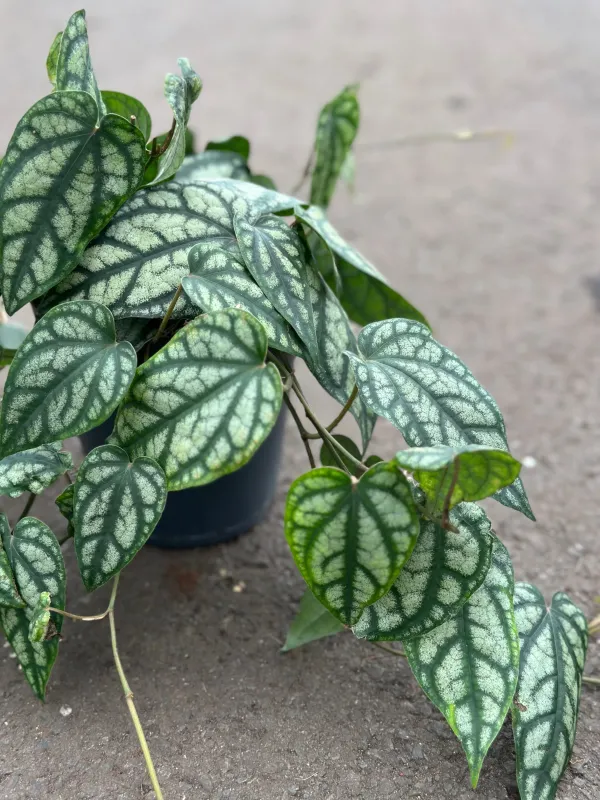 Forest pepper