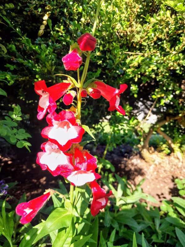 Penstemon gloxinioides