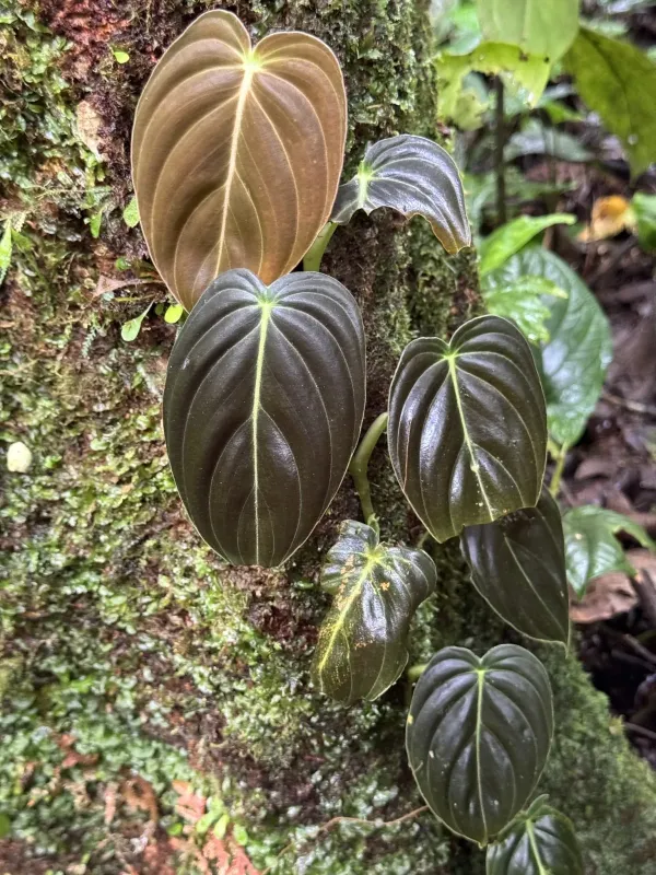 Philodendron melanochrysum