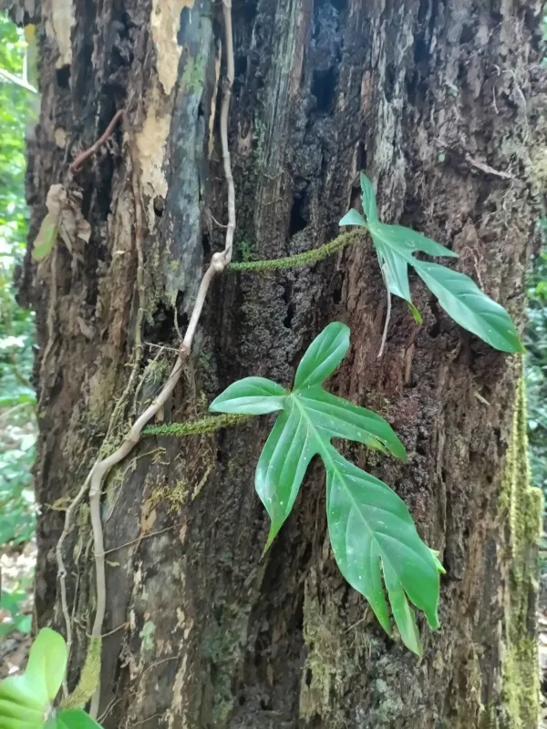 Hairy-stemmed philodendron