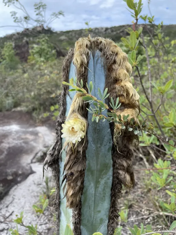 Pilosocereus fulvilanatus