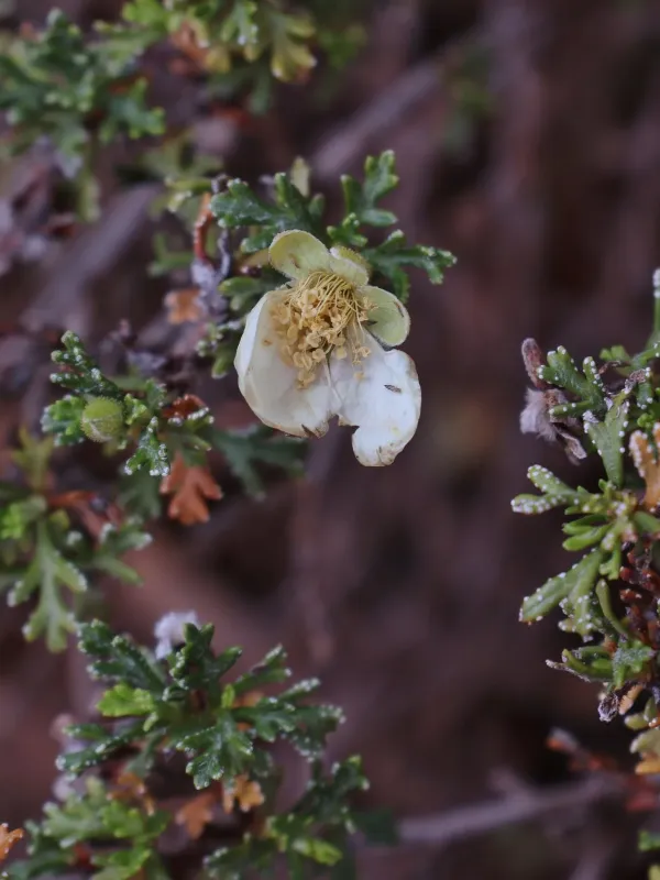 Purshia stansburiana