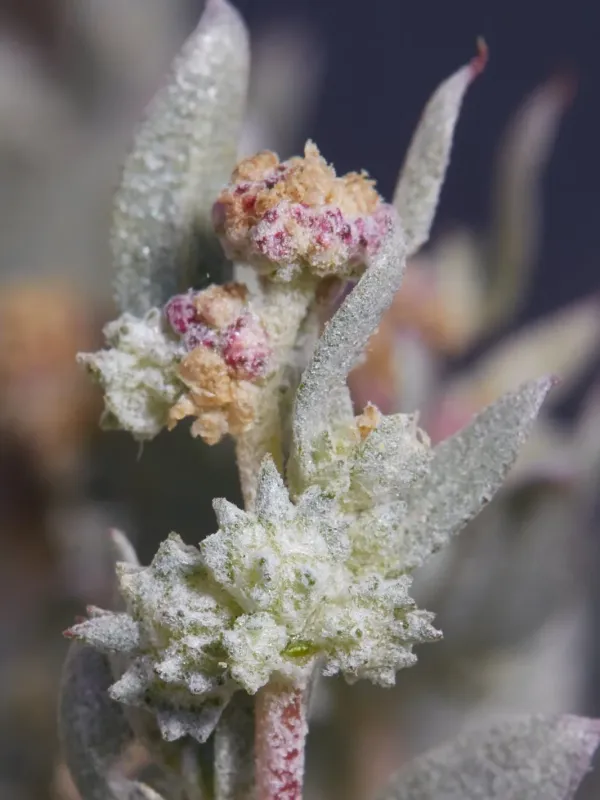 Saltbush (Atriplex fruticulosa)