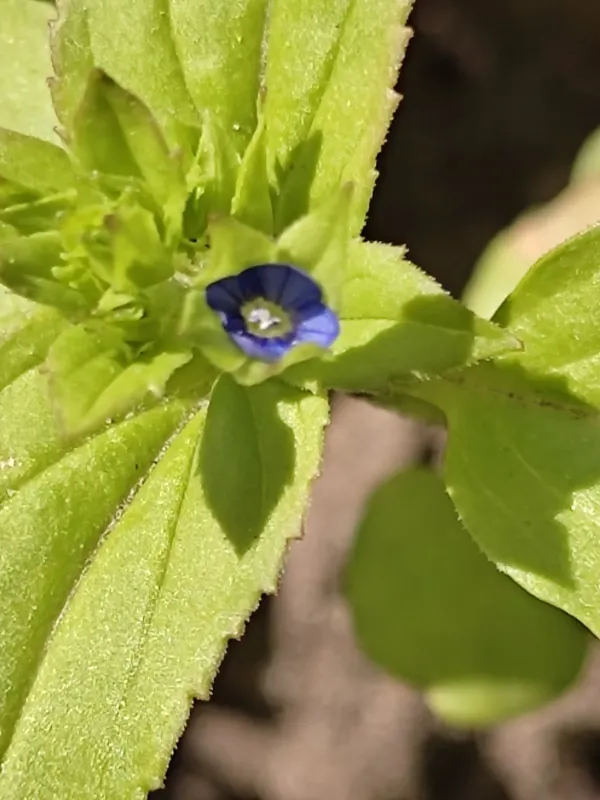 Heart-fruit speedwell