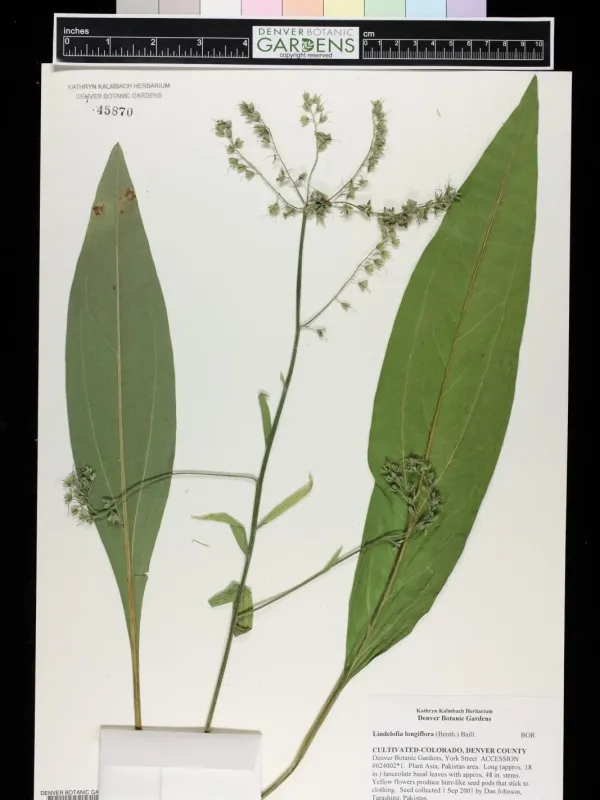 Lindelofia longiflora