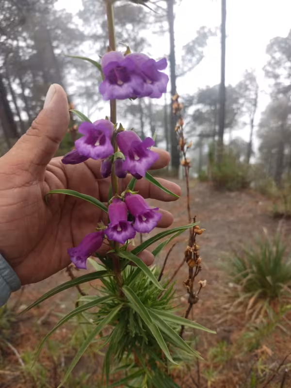 Gentian-leaved penstemon