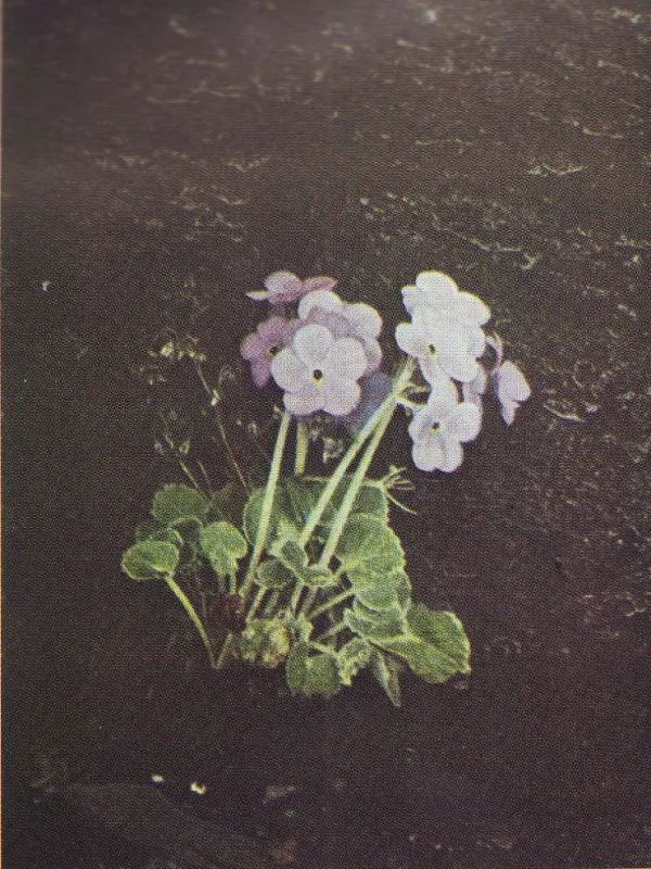Примула широколистная