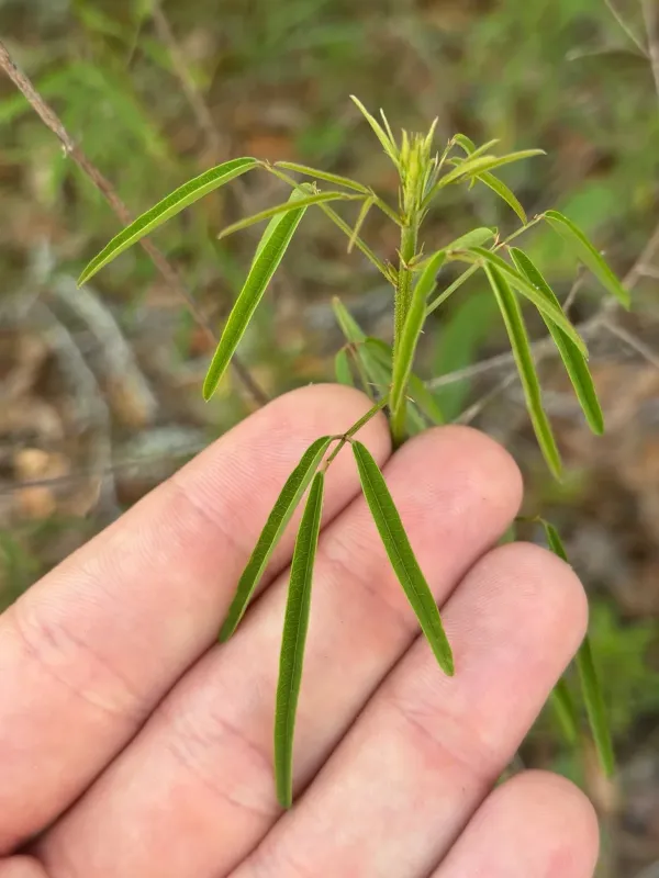 Pineland tick-trefoil