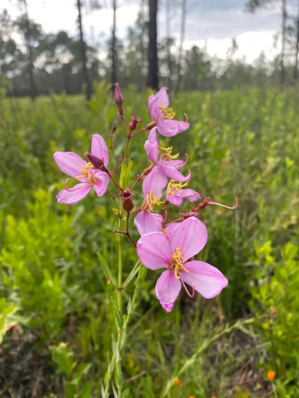 Rhexia alifanus