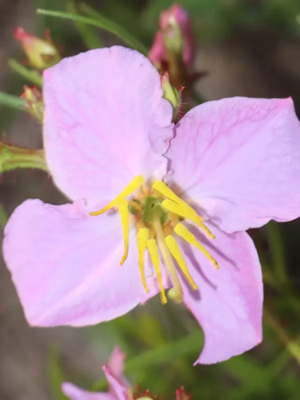 Maryland meadow beauty