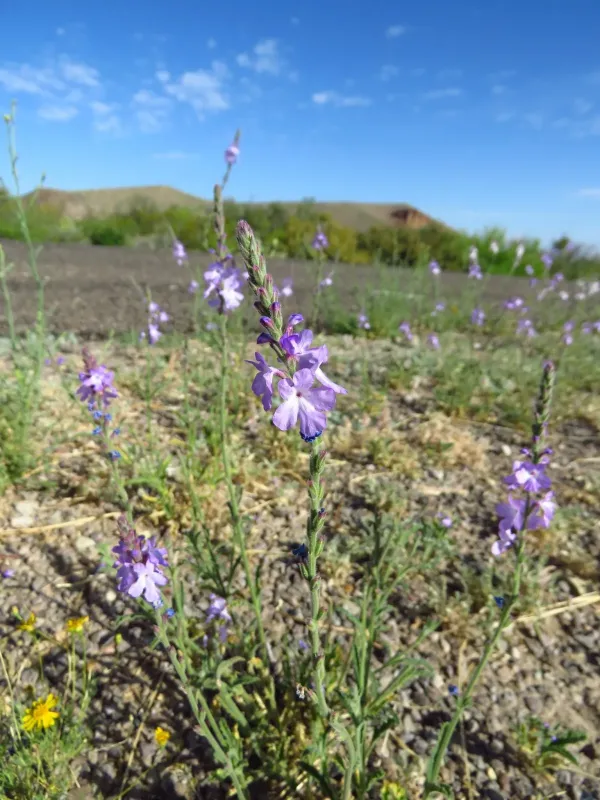 New Mexico vervain