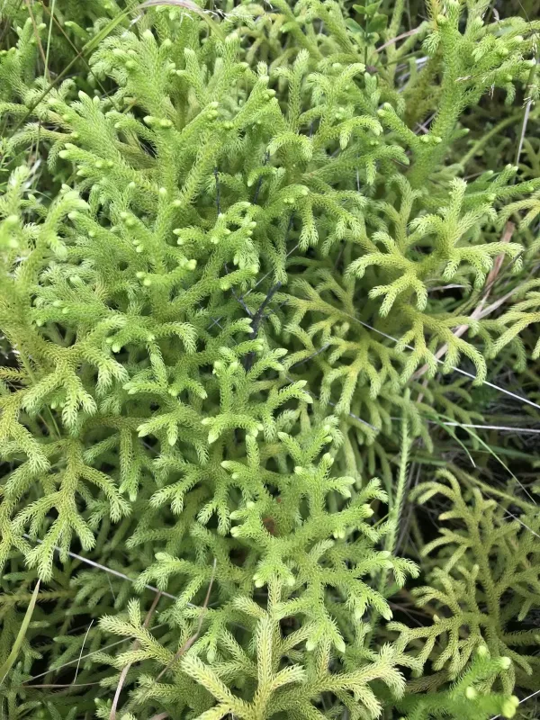 Nodding clubmoss