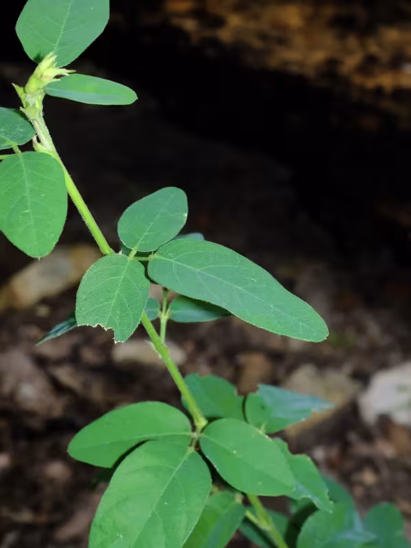 Stiff tick-trefoil