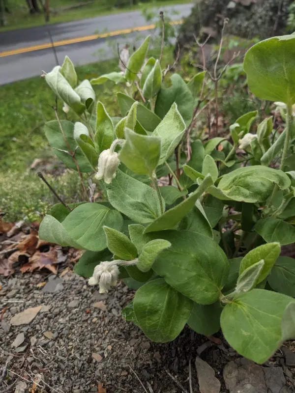Clematis coactilis