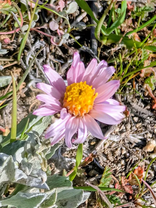 Corethrogyne filaginifolia