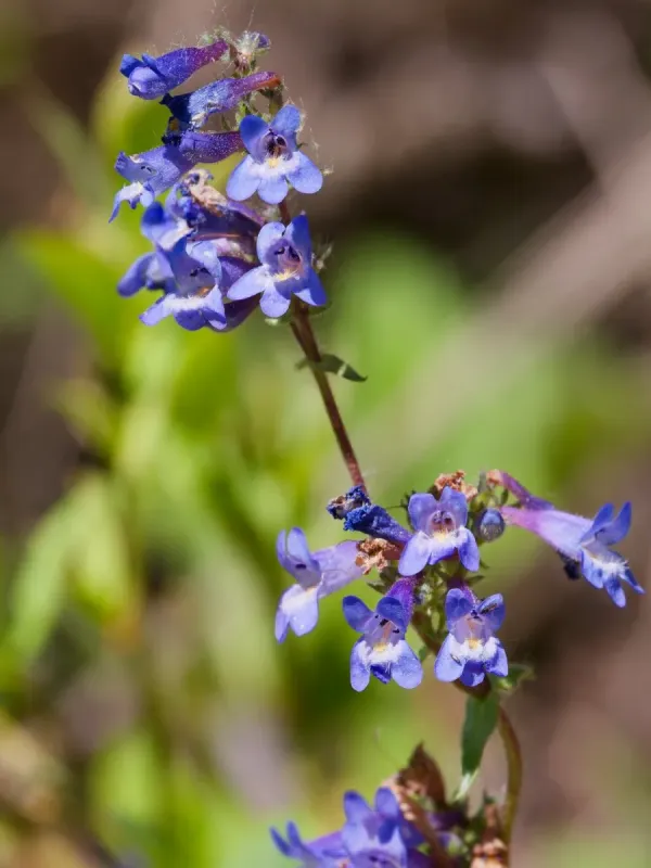 Penstemon albertinus