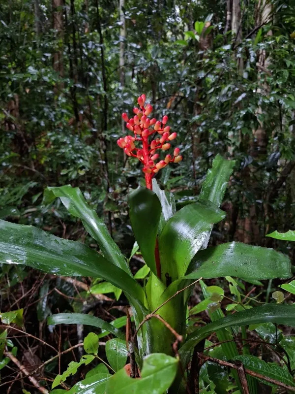 Aechmea miniata