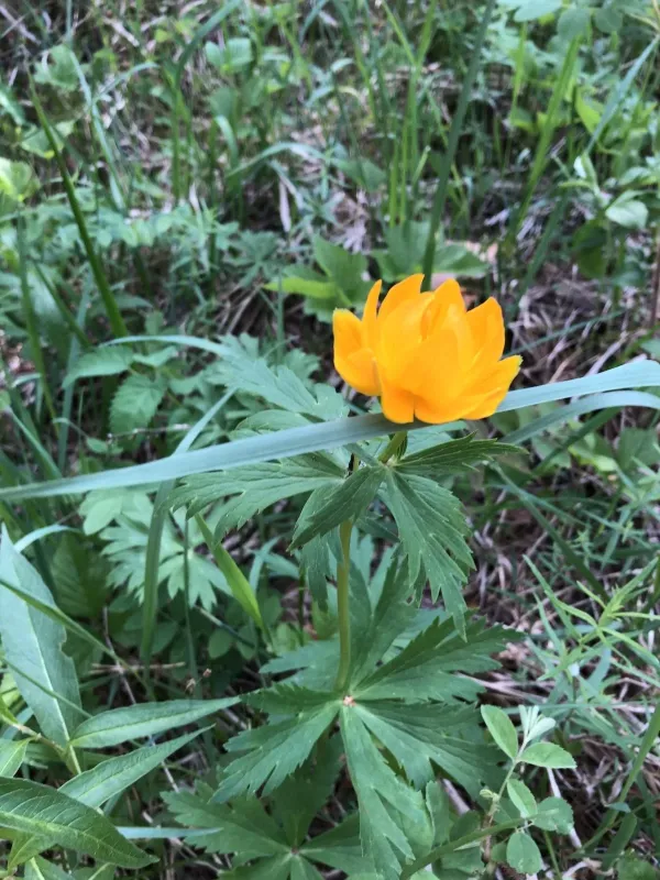 Kytmanov globeflower