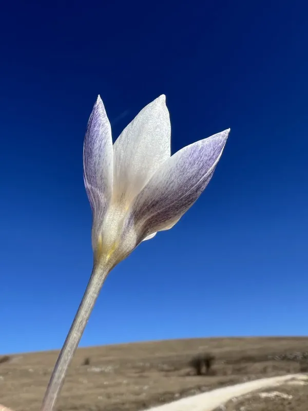 Welden's Crocus