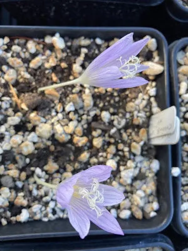 Karduchorum saffron