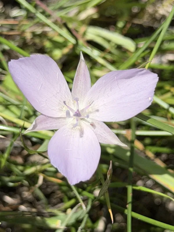Calochortus uniflorus