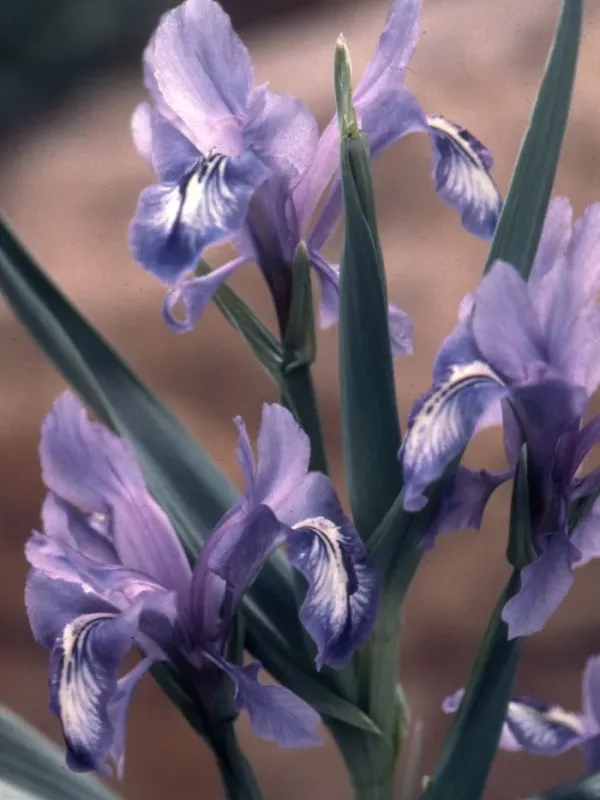 Iris graeberiana