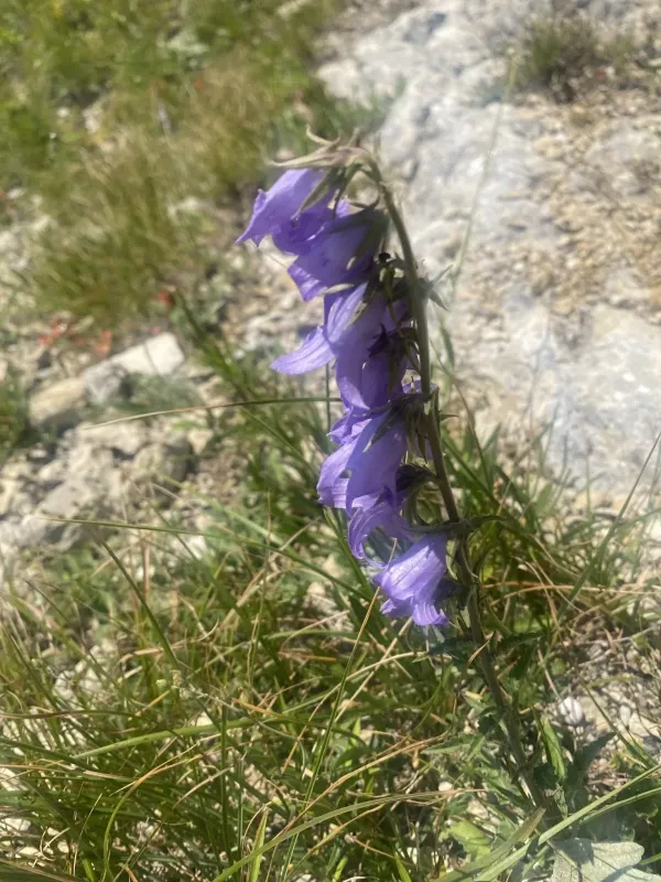 Sarmatian bellflower