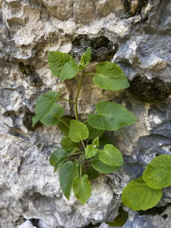 Campanula pendula
