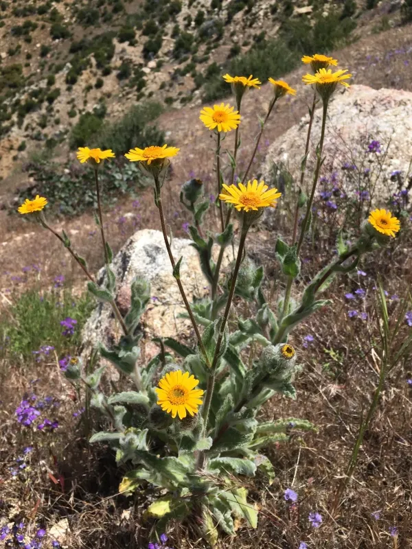 Hulsea californica